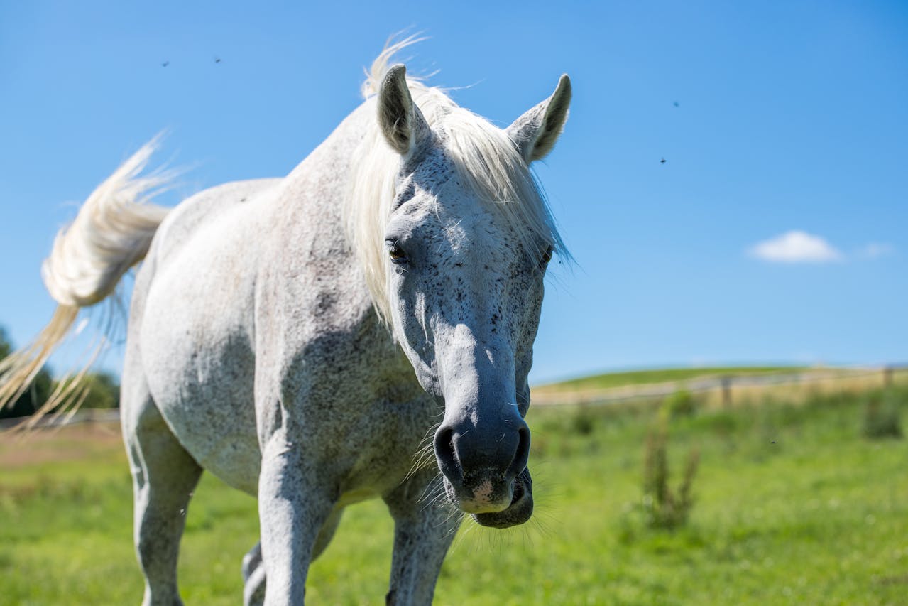 Letní vedra aneb kůň v horku ☀️
